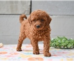 Small Poodle (Miniature)
