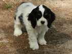 Puppy 2 Cocker Spaniel