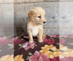 Litter of 4 - Male(s) and Female(s) Golden RetrieverLitter of Puppies for Sale - Photo #4