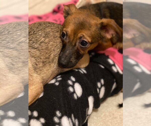 Medium Photo #13 Chihuahua Puppy For Sale in Lewistown, PA, USA