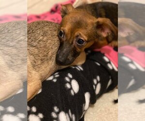 Poppy - Male Chihuahua Dog for Adoption - Photo #13