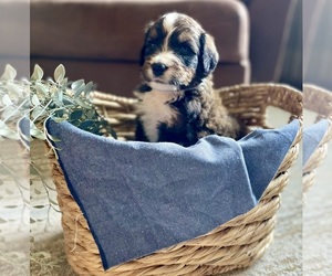 Medium Bernedoodle