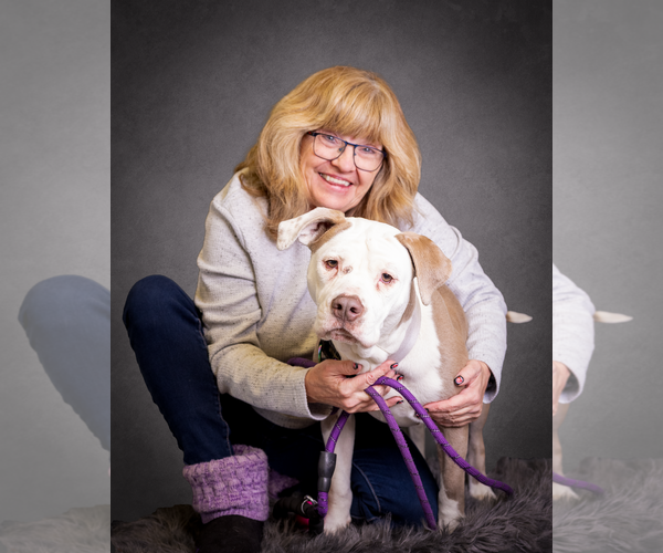 Medium Photo #1 Mutt Puppy For Sale in Mount Laurel, NJ, USA