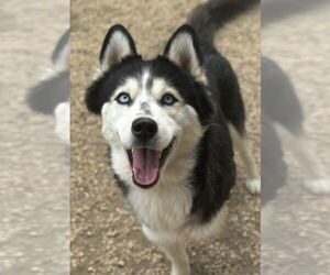 Siberian Husky Dogs for adoption in Matawan, NJ, USA