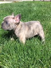 French Bulldog Puppy for sale in STAR, ID, USA