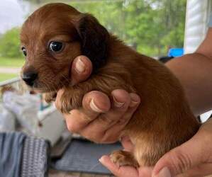 Dachshund Puppy for sale in SPRING HOPE, NC, USA