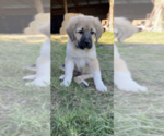 Small Photo #9 Anatolian Shepherd Puppy For Sale in ROBSTOWN, TX, USA