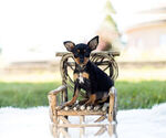 Puppy 1 Miniature Pinscher