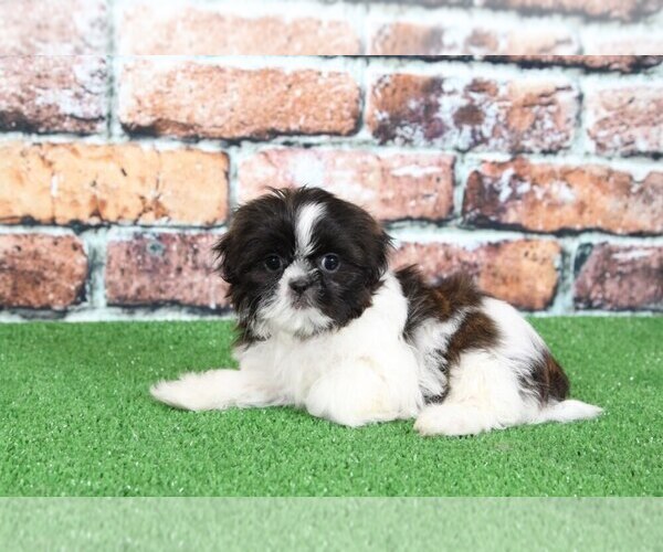 View Ad: Shih Tzu Puppy for Sale near In United Arab Emirates