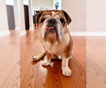 Small #3 Bulldog