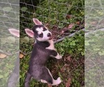 Small #1 Siberian Husky