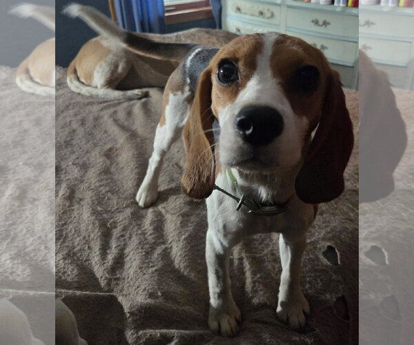 Medium Photo #2 Beagle Puppy For Sale in Crystal, MN, USA