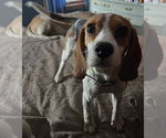 Small #1 Beagle