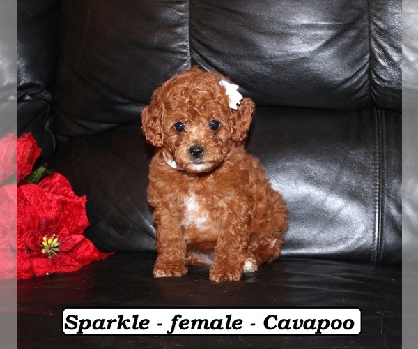 Medium Photo #1 Cavapoo (Miniature) Puppy For Sale in CLARKRANGE, TN, USA