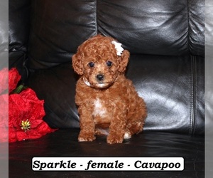 Cavapoo (Miniature) Puppy for sale in CLARKRANGE, TN, USA