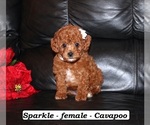 Small Cavapoo (Miniature)
