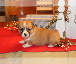 Small Photo #7 Pembroke Welsh Corgi Puppy For Sale in MALTA, OH, USA