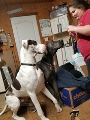 Father of the Great Dane puppies born on 02/09/2019