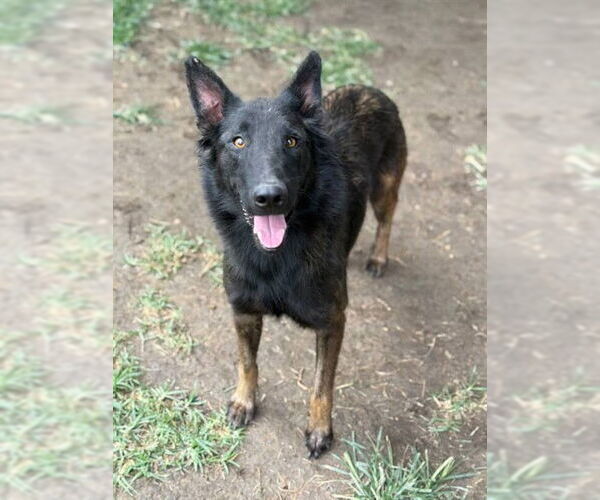 Medium Photo #1 Mutt Puppy For Sale in Riverside, CA, USA