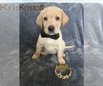 Puppy Kristoff Labrador Retriever