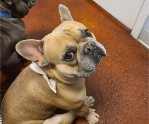 Father of the French Bulldog puppies born on 05/24/2025