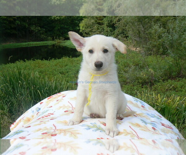 Medium Photo #1 German Shepherd Dog Puppy For Sale in PIEDMONT, MO, USA