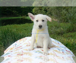 German Shepherd Dog Puppy for Sale in PIEDMONT, Missouri USA