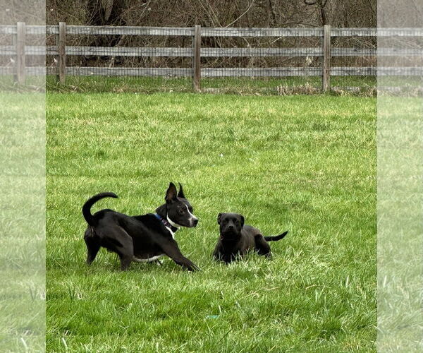 Medium Photo #7 Mutt Puppy For Sale in Germantown, OH, USA