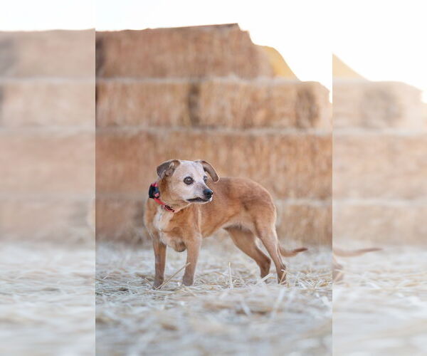 Medium Photo #2 Beagle-Unknown Mix Puppy For Sale in Salt Lake City, UT, USA