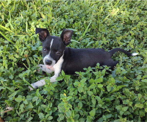 Medium Photo #3 Mutt Puppy For Sale in New York, NY, USA