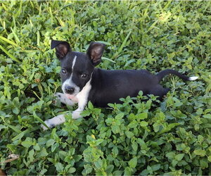 Sammie (TX) - Female Mutt Dog for Adoption - Photo #3