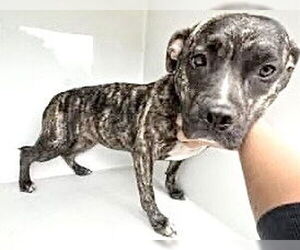 American Pit Bull Terrier Dogs for adoption in Houston, TX, USA