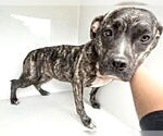 Small American Pit Bull Terrier