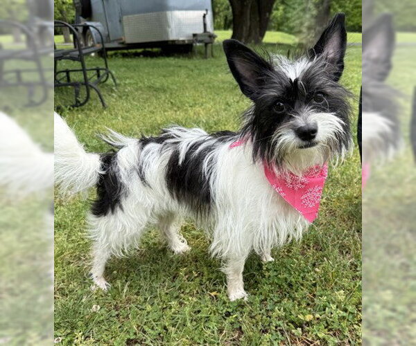 Medium Photo #1 Mutt Puppy For Sale in Warrenton, VA, USA