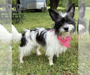Mutt Dogs for adoption in Warrenton, VA, USA