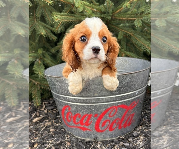 Medium Photo #4 Cavalier King Charles Spaniel-Miniature Bernedoodle Mix Puppy For Sale in MIDDLEBURY, IN, USA