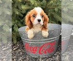 Small #3 Cavalier King Charles Spaniel-Miniature Bernedoodle Mix