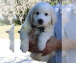 Small #1 Great Pyrenees Mix