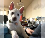 Small Photo #2 Siberian Husky-Unknown Mix Puppy For Sale in Fargo, ND, USA