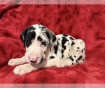 Small #1 Great Dane