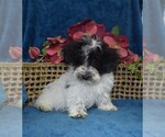 Small Photo #3 YorkiePoo Puppy For Sale in BARNESVILLE, KS, USA