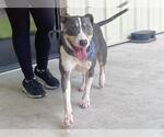 Small #1 Labrador Retriever Mix