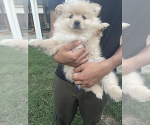 Pomeranian Puppy for Sale in PALM SPRINGS, California USA