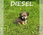 Small #2 Shorkie Tzu