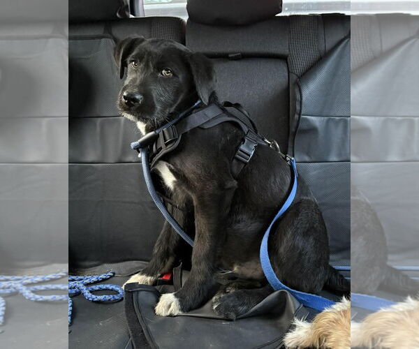 Medium Photo #1 Mutt Puppy For Sale in Spring Lake, NC, USA