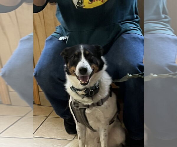 Medium Photo #3 Border Collie Puppy For Sale in Spring Lake, NJ, USA