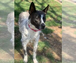 Spotty - Male Mutt Dog for Adoption - Photo #23