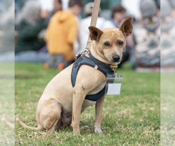 Medium Photo #2 Chihuahua-Whippet Mix Puppy For Sale in San Diego, CA, USA