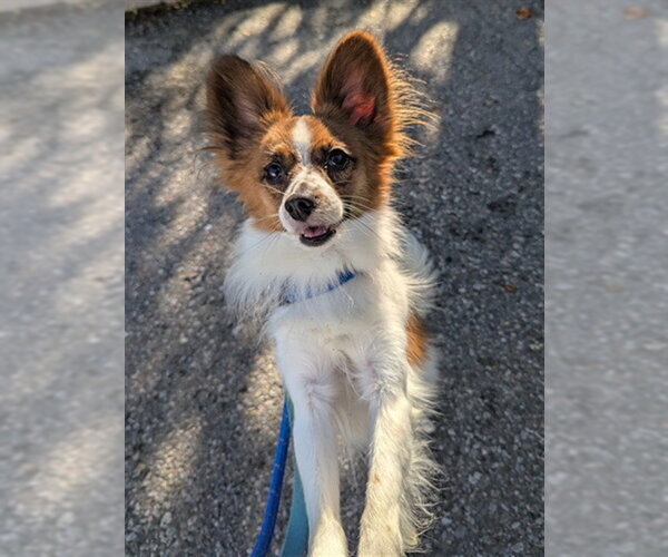 Medium Photo #1 Papillon-Unknown Mix Puppy For Sale in Vaughan, Ontario, Canada