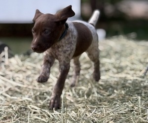 Medium German Shorthaired Pointer